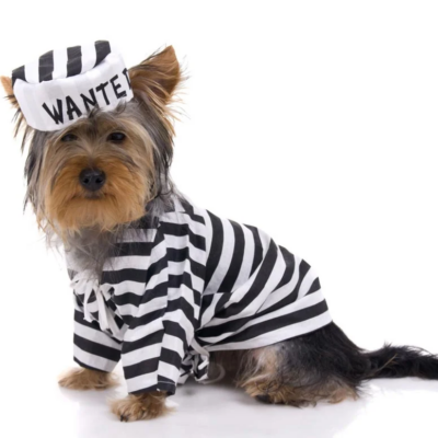 bailtek carpet cleaning online schedule