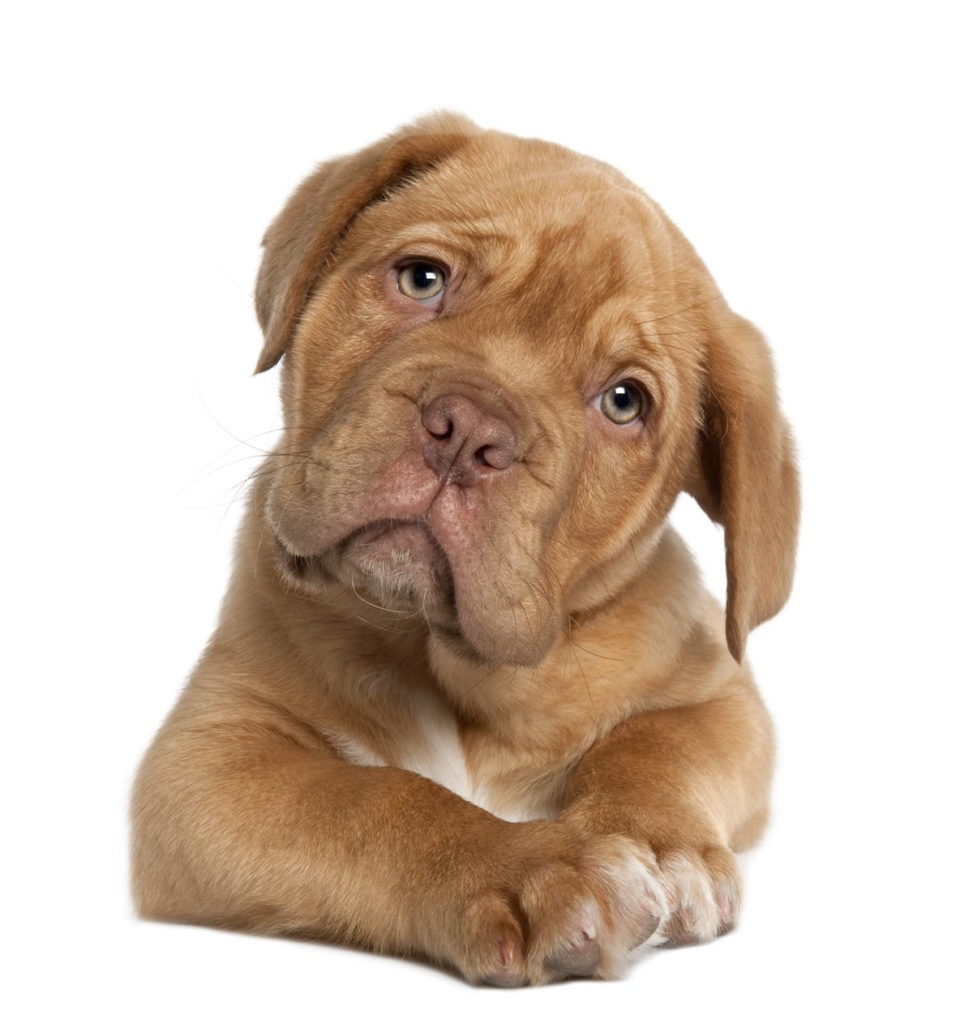 Bailtek offers pet odor TIPS