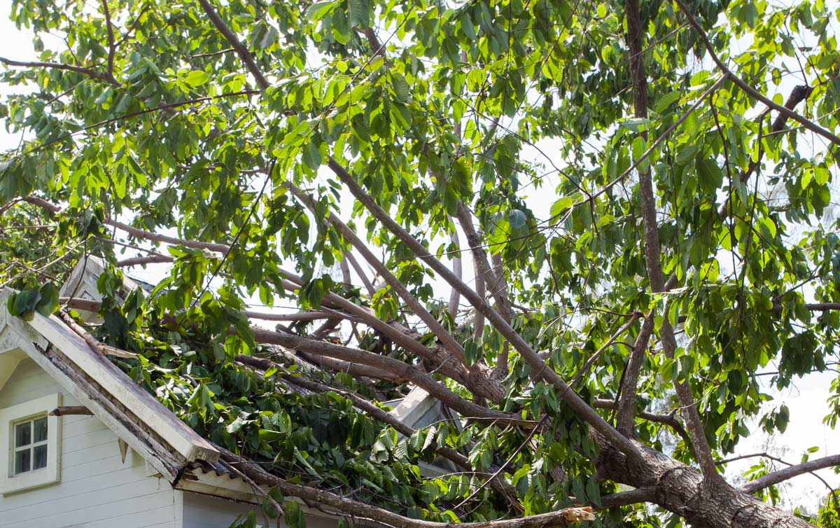 reconstruction-after-wind-damage tree on roof after wind damage