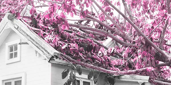 tree on roof in need of residential storm damage restoration