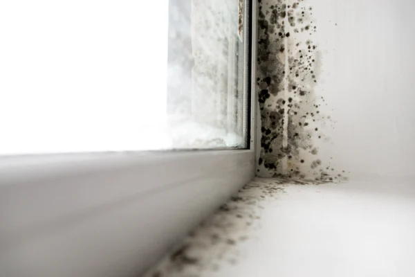Mold in window corner