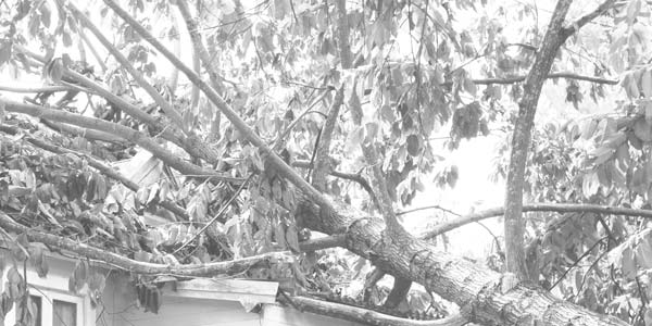 tree damage from wind - fallen tree on roof