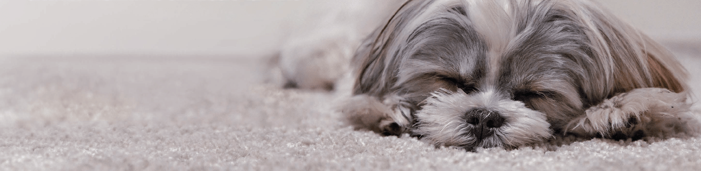 Bailtek Cleans Carpet